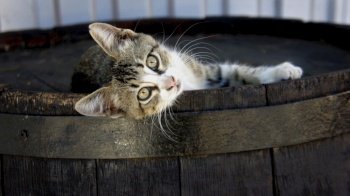 cat kitten wooden barrel cute