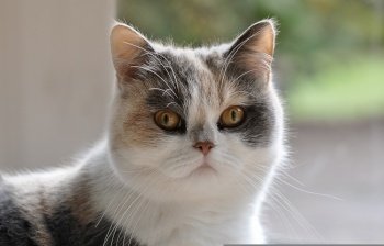 cat persians persian mongrel