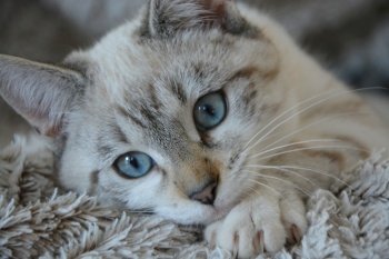 cat kitten lying head blue eyes