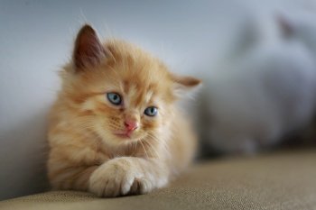 cat sad cute small sweet pet