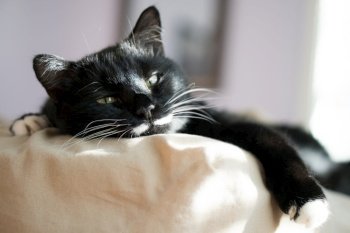 cat bed cozy cute pet cat staring