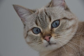 cat cute blue eyes soft mustache