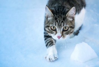 cat snow winter hunter weather