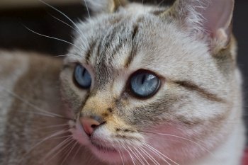 cat eyes blue feline mustaches