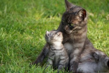 cat motherly love