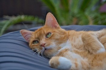 cat pet feline domestic whiskers