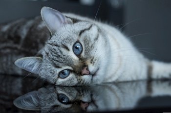 cat feline kitten portrait