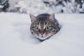 cat surprised snow tabby