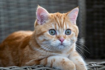 cat british shorthair feline pet