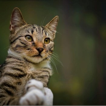 cat feline pet whiskers breed
