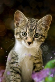 cat kitten european shorthair