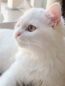 cat animal pet white cat feline