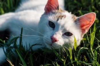 cat pet grass feline animal