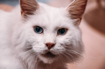 cat animal pets hairy blue eyes