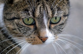 cat cat eyes domestic cat