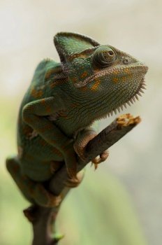 chameleon reptile animal
