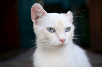 A pure white cat with turquoise blue eyes and pink defective ears outdoors.. Pure white cat with turquoise blue eyes and pink defective ears