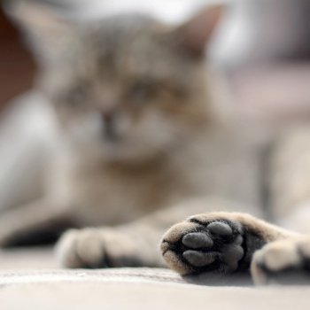Sad tabby cat lying on a soft sofa outdoors and resting with paw in focus in the foreground and muzzle in defocus. Sad tabby cat lying on a soft sofa outdoors and resting with paw in focus