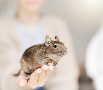 Young girl playing with cute chilean degu squirrel.  Cute pet sitting on kid’s hand