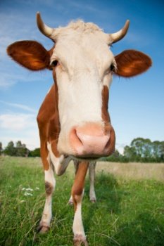 a funny cow with a big head