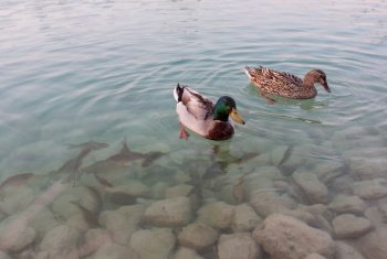 two ducks swim in a lake with clear water where fish can also be seen