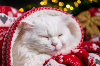 Portrait of furry sleeping white cat in Christmas decoration - lights and red ornament plaid. New year, pets, animals meme concept. High quality photo. Portrait of furry sleeping white cat in Christmas decoration - lights and red ornament plaid. New year, pets, animals meme concept.