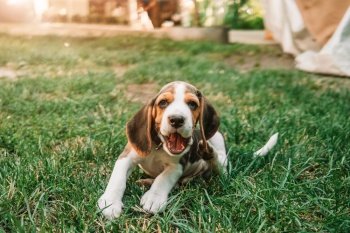 Portrait of beagle puppy in green grass in park. Cute lovely pet, new member of family. High quality photo. Beagle puppy on green grass in park. Cute lovely dog, pet, new member of family.