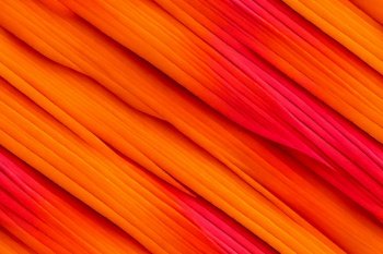 Vertical shot of orange fibers of feathers abstract design 3d illustrated