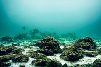 Beautiful underwater corals at ocean, calm clear water at deep ocean