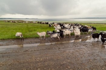 Domestic goats landscape photo. Beautiful nature scenery photography with beautiful lake on background. Idyllic scene. High quality picture for wallpaper, travel blog, magazine, article. Domestic goats landscape photo