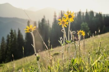 Close up dwarf sunflowers concept photo. Meadow with spruces, mountain. Front view photography with blurred landscape background. High quality picture for wallpaper, travel blog, magazine, article. Close up dwarf sunflowers concept photo