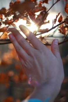 Close up woman touching twig with dry leaves concept photo. First view hand photography with sunset sky on background. High quality picture for wallpaper, travel blog, magazine, article. Close up woman touching twig with dry leaves concept photo