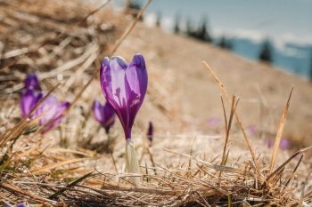 Close up gentle purple crocus in dry grass concept photo. Spring nature beauty. Front view photography with meadow on background. High quality picture for wallpaper, travel blog, magazine, article. Close up gentle purple crocus in dry grass concept photo