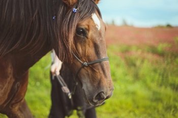 Close up horse with braided hair and decorating with flowers concept photo. Front view photography with blurred background. High quality picture for wallpaper, travel blog, magazine, article. Close up horse with braided hair and decorating with flowers concept photo