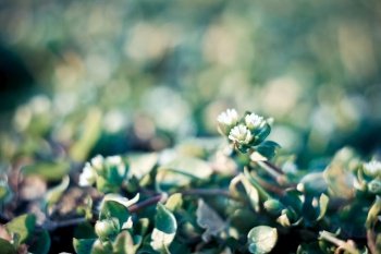 Close up danish scurvy grass on ground concept photo. Cochlearia danica blooming plant. Front view photography with blur background. High quality picture for wallpaper, travel blog, magazine, article. Close up danish scurvy grass on ground concept photo