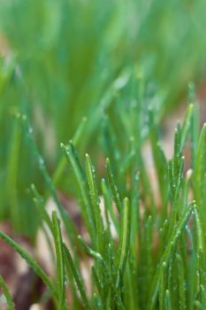 Close up tall thick grass with water droplets concept photo. Dew drops on plants. Front view photography with blurred background. High quality picture for wallpaper, travel blog, magazine, article. Close up tall thick grass with water droplets concept photo