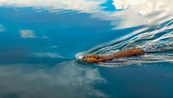 Groundhog swimming in the water, photo of a groundhog coming out of the water