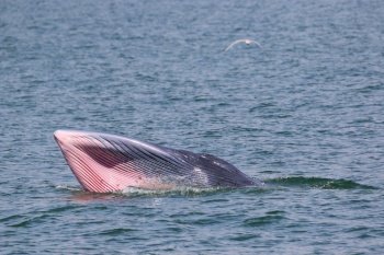 Bryde's whale forage small fish in the gulf of Thailand