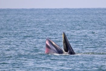 Bryde's whale forage small fish in the gulf of Thailand