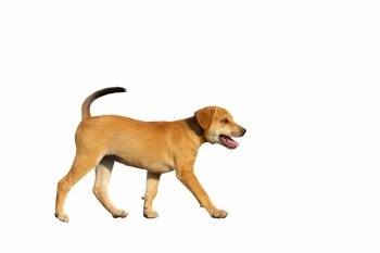 Cute of puppy walking isolated on white background.