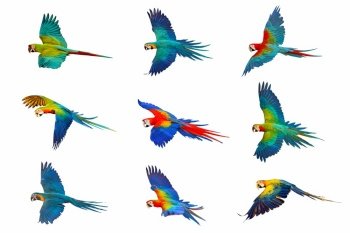 Collection of Macaw parrots isolated on white background.