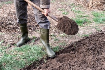 A man in boots working in the garden digs black soil. Close-up of a shovel digging. A worker with a shovel digs a garden bed during agricultural work. Concept - a man with a shovel digs a garden bed