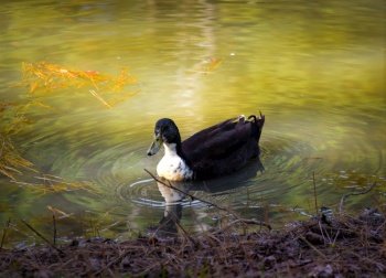 Duck in Lake