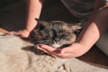 little girl’s hands stroking a fluffy cat. happy relaxed cat in the sun light. crop view. home pets love and friendship.. little girl’s hands stroking a fluffy cat. happy relaxed cat in the sun light. crop view. home pets love and friendship