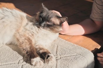 happy mixed breed cat being stroked by little girl. cat under the evening sun lying on wooden floor. relaxed pet.. happy mixed breed cat being stroked by little girl. cat under the evening sun lying on wooden floor. relaxed pet