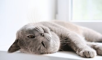 british shorthair cat lying on a window and relaxing in a sunshine. playful cute cat looking at a viewer. grey calm cat resting indoors. pet love and care concept. close up view.. british shorthair cat lying on a window