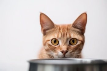 A close-up, adorable image of a cat happily munching on its favorite food or treats, with its whiskers and nose buried in the dish, set against a clean, on white background. Generative AI