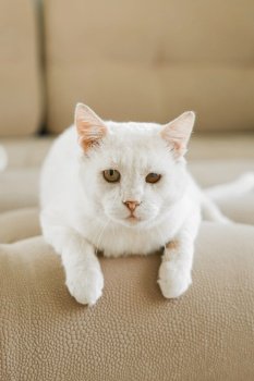 A white cat, who was sheltered with a sore eye, is lying on the couch