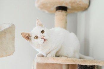 A white cat, who was rescued on the street, with a sore eye, sits in his house scratching post and looks attentively