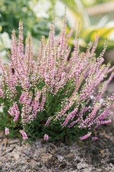 Lilac pink heather blooms in autumn in the garden